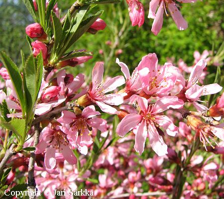 Prunus tenella, kääpiömanteli